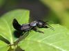 Ocypus olens